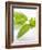 Fresh Basil-Malgorzata Stepien-Framed Photographic Print