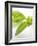 Fresh Basil-Malgorzata Stepien-Framed Photographic Print