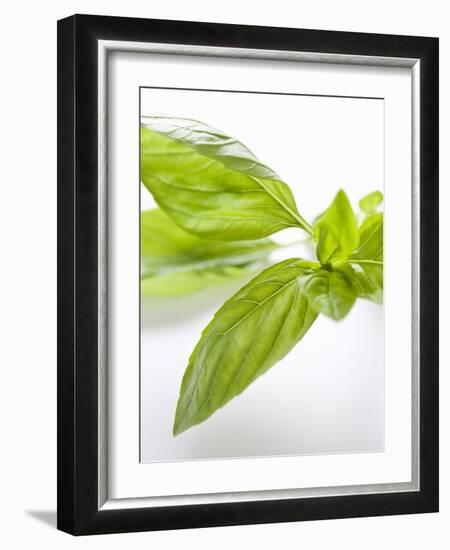 Fresh Basil-Malgorzata Stepien-Framed Photographic Print