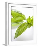 Fresh Basil-Malgorzata Stepien-Framed Photographic Print
