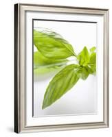 Fresh Basil-Malgorzata Stepien-Framed Photographic Print