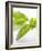 Fresh Basil-Malgorzata Stepien-Framed Photographic Print