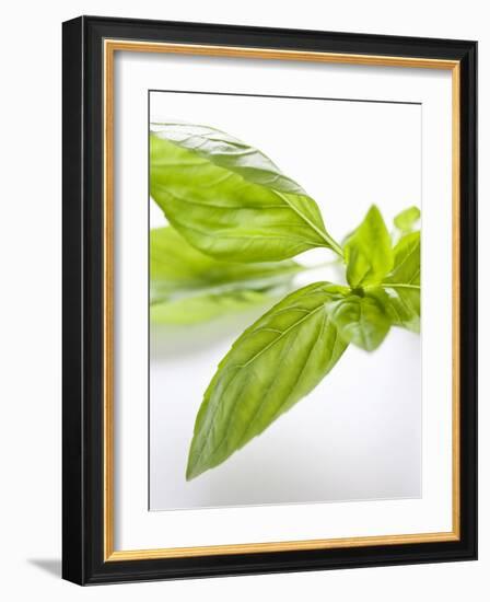 Fresh Basil-Malgorzata Stepien-Framed Photographic Print