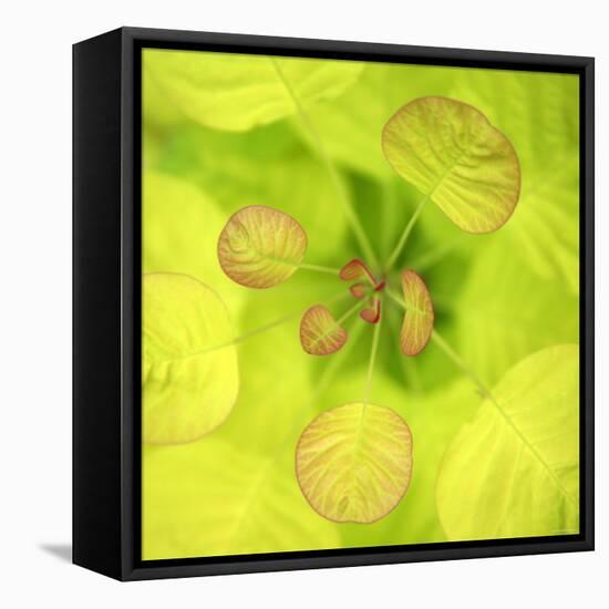 Fresh Bloom I-Nicole Katano-Framed Stretched Canvas