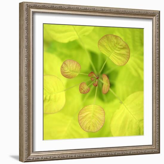 Fresh Bloom I-Nicole Katano-Framed Photo