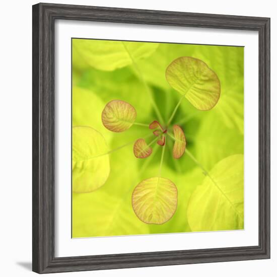 Fresh Bloom I-Nicole Katano-Framed Photo