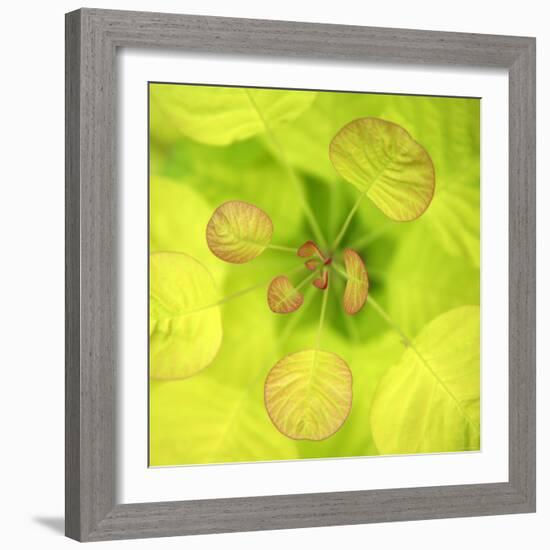 Fresh Bloom I-Nicole Katano-Framed Photo