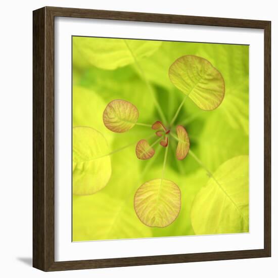 Fresh Bloom I-Nicole Katano-Framed Photo