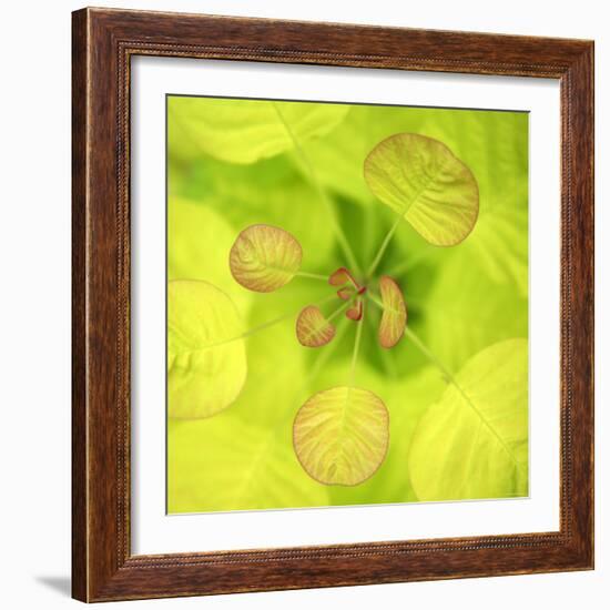 Fresh Bloom I-Nicole Katano-Framed Photo