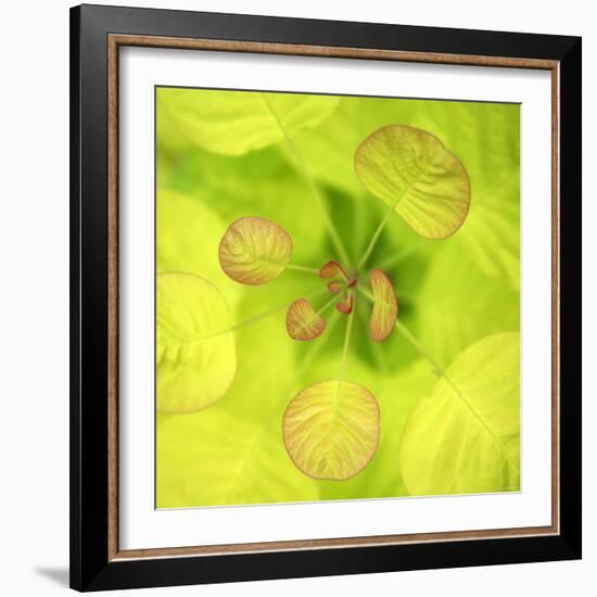 Fresh Bloom I-Nicole Katano-Framed Photo