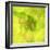 Fresh Bloom I-Nicole Katano-Framed Photo