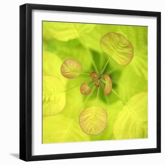 Fresh Bloom I-Nicole Katano-Framed Photo