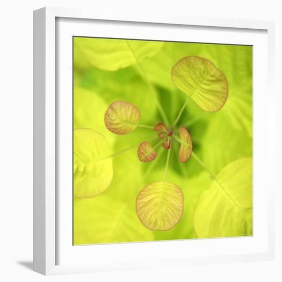 Fresh Bloom I-Nicole Katano-Framed Photo