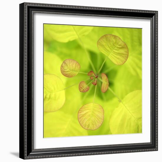 Fresh Bloom I-Nicole Katano-Framed Photo