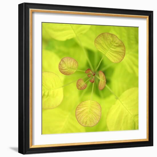 Fresh Bloom I-Nicole Katano-Framed Photo