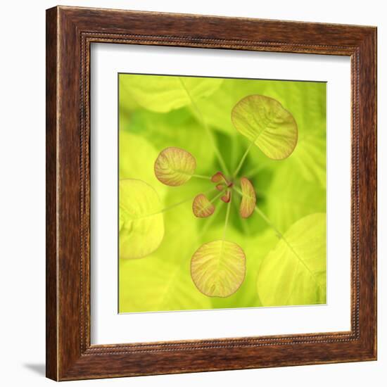 Fresh Bloom I-Nicole Katano-Framed Photo