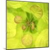 Fresh Bloom I-Nicole Katano-Mounted Photo