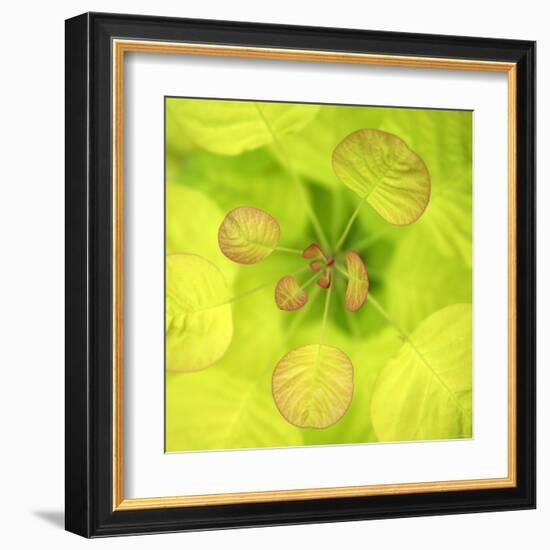 Fresh Bloom I-Nicole Katano-Framed Photo