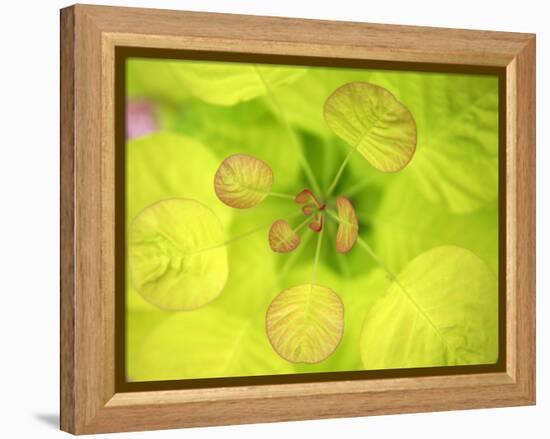 Fresh Bloom II-Nicole Katano-Framed Stretched Canvas