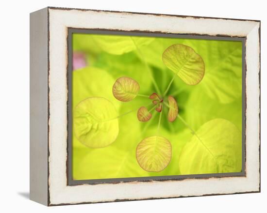 Fresh Bloom II-Nicole Katano-Framed Stretched Canvas