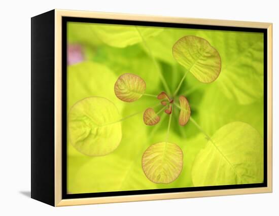 Fresh Bloom II-Nicole Katano-Framed Stretched Canvas