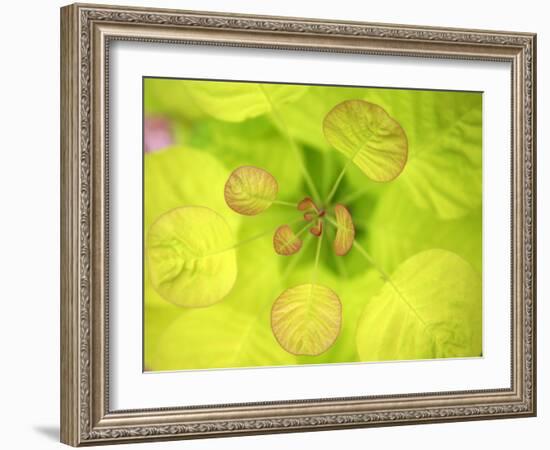 Fresh Bloom II-Nicole Katano-Framed Photo