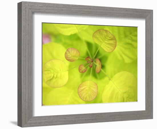 Fresh Bloom II-Nicole Katano-Framed Photo