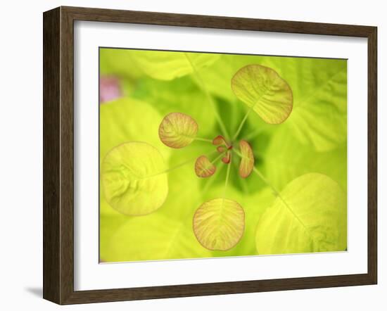 Fresh Bloom II-Nicole Katano-Framed Photo