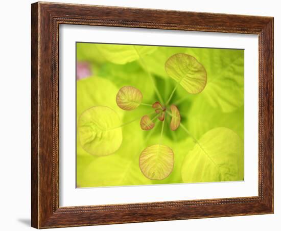 Fresh Bloom II-Nicole Katano-Framed Photo