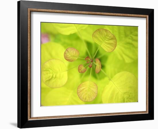 Fresh Bloom II-Nicole Katano-Framed Photo