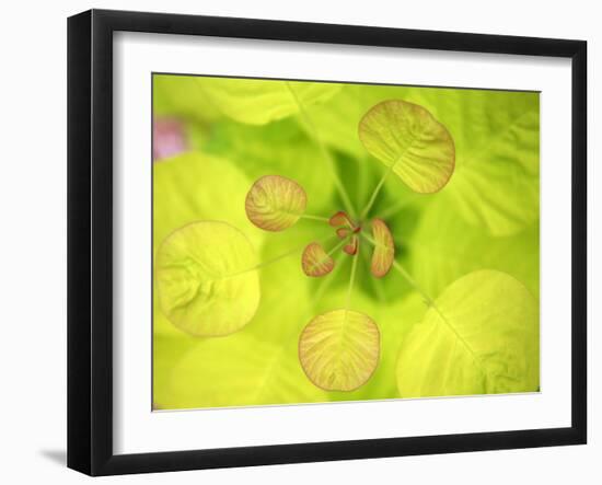 Fresh Bloom II-Nicole Katano-Framed Photo