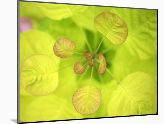 Fresh Bloom II-Nicole Katano-Mounted Photo