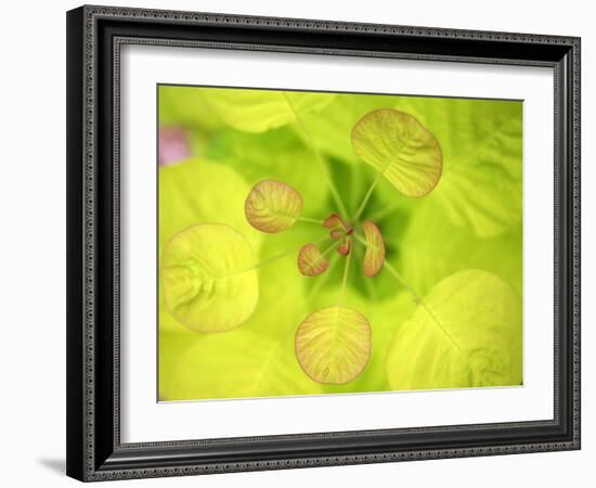 Fresh Bloom II-Nicole Katano-Framed Photo