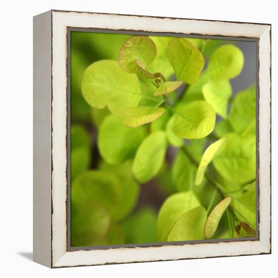 Fresh Bloom III-Nicole Katano-Framed Stretched Canvas