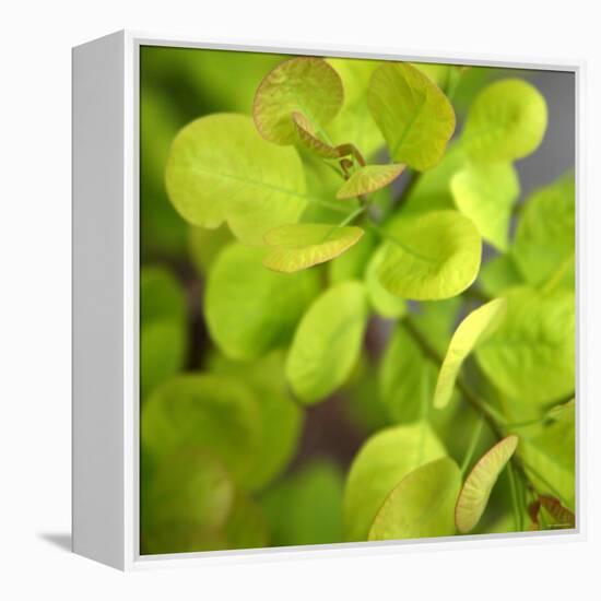 Fresh Bloom III-Nicole Katano-Framed Stretched Canvas