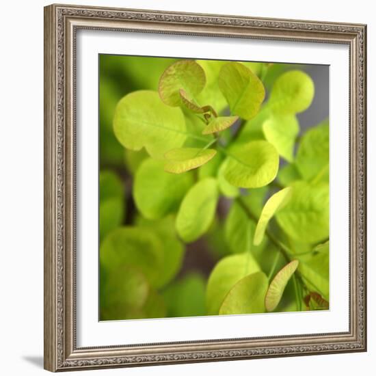 Fresh Bloom III-Nicole Katano-Framed Photo