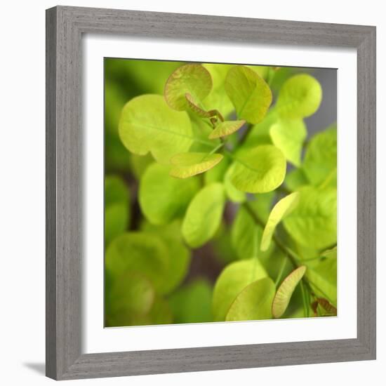 Fresh Bloom III-Nicole Katano-Framed Photo