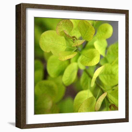 Fresh Bloom III-Nicole Katano-Framed Photo