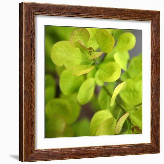 Fresh Bloom III-Nicole Katano-Framed Photo