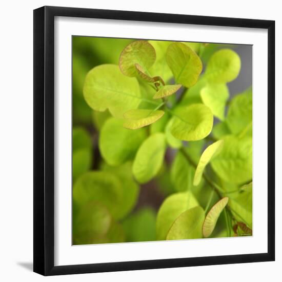 Fresh Bloom III-Nicole Katano-Framed Photo