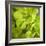 Fresh Bloom III-Nicole Katano-Framed Photo