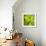 Fresh Bloom III-Nicole Katano-Framed Photo displayed on a wall