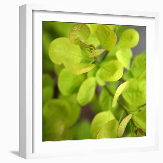 Fresh Bloom III-Nicole Katano-Framed Photo