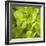 Fresh Bloom III-Nicole Katano-Framed Photo