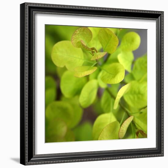 Fresh Bloom III-Nicole Katano-Framed Photo