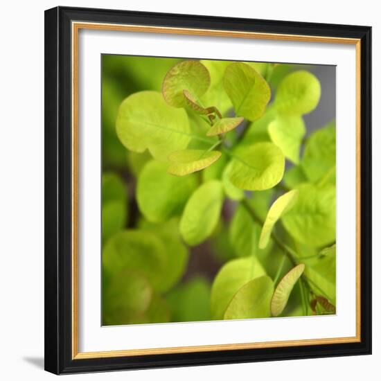 Fresh Bloom III-Nicole Katano-Framed Photo