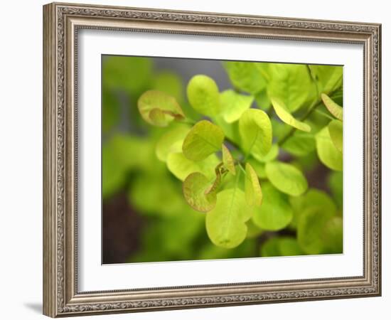 Fresh Bloom IV-Nicole Katano-Framed Photo