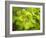 Fresh Bloom IV-Nicole Katano-Framed Photo