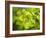 Fresh Bloom IV-Nicole Katano-Framed Photo