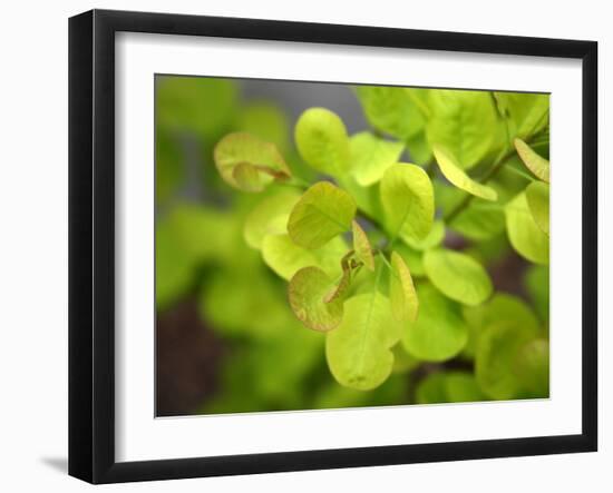 Fresh Bloom IV-Nicole Katano-Framed Photo